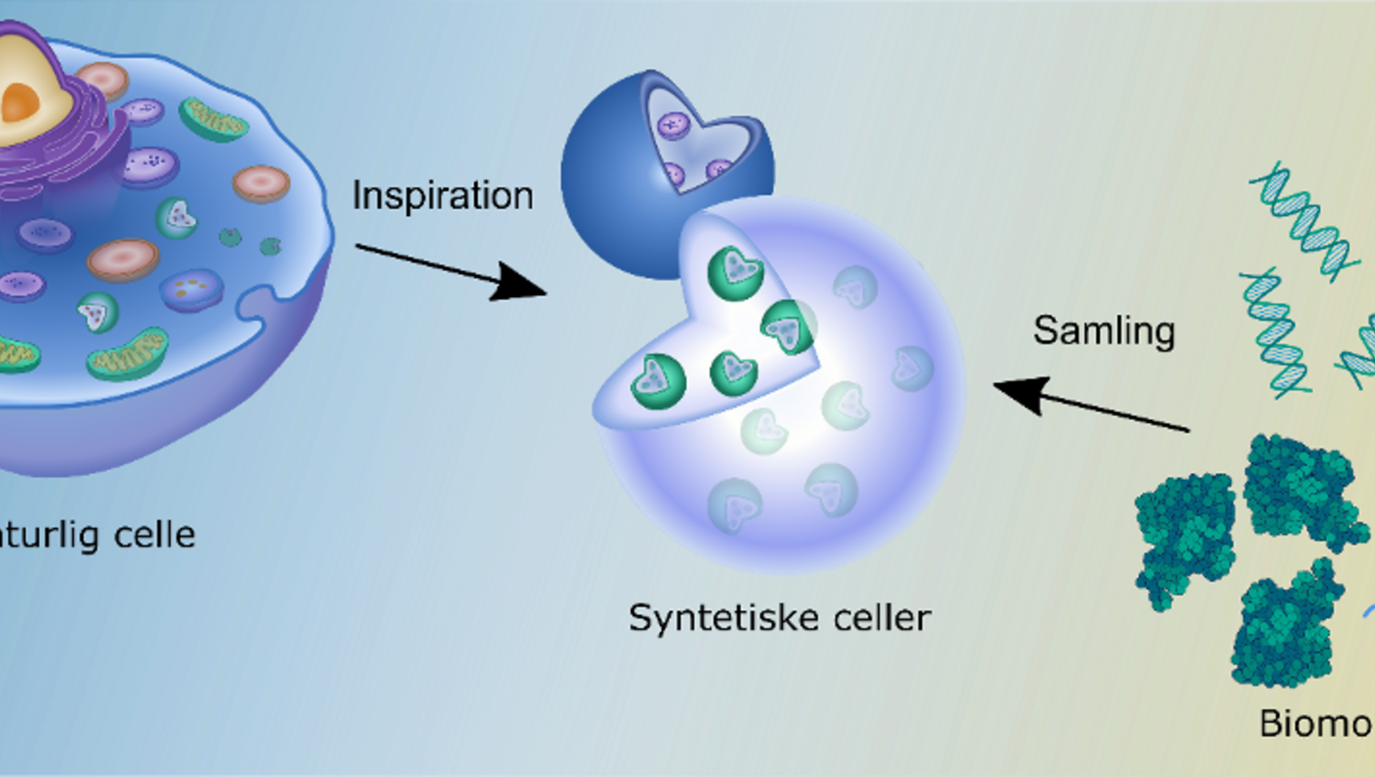 Hvordan bruger man biomolekyler til at efterligne den naturlige, komplekse celle? Hør om hvordan forskere ved iNANO udvikler kunstige celler med syntetisk biologi. Illustr.: Aarhus Universitet