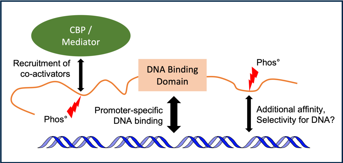 How does phosphorylation modulate DNA and co-activator binding?