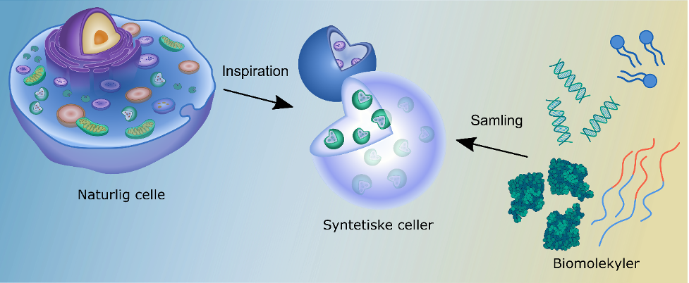 På iNANO bruger man syntetisk biologi til at bygge kunstige celler. Illustr.: Aarhus Universitet
