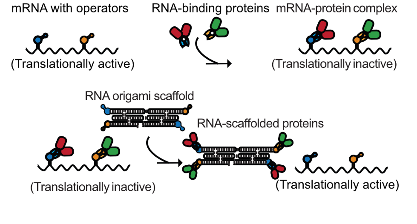 An mRNA with operators is inhibited by the proteins they express. RNA origami molecules serve as sponges that bind the proteins and make the mRNAs translationally active again. Graphics by Michael Nguyen.