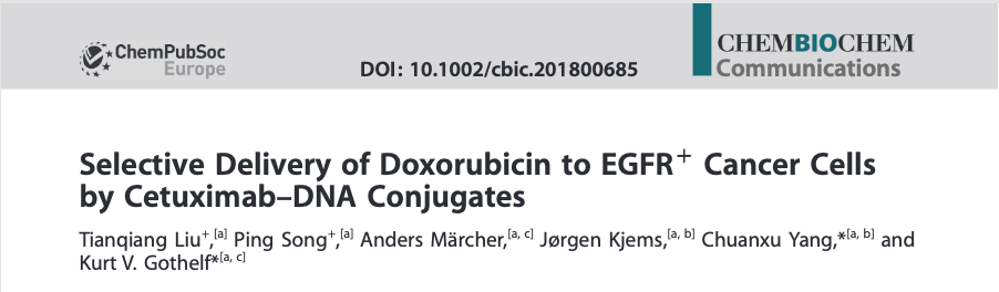 Screenshot from the article "Selective delivery of doxorubicin to EGFR+ cancer cells by Cetuximab-DNA conjugates" published in ChemBioChem