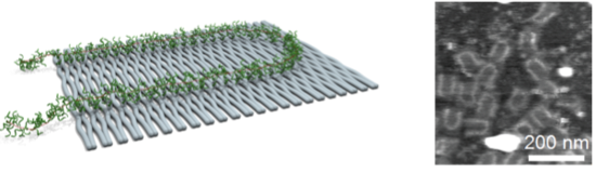 Figure 1 Illustration and AFM image of poly(DNA-phenylene vinylene) on DNA origami.