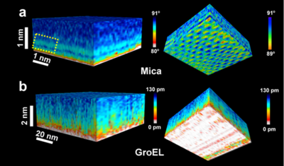 Bimodal AFM 3D images of solid-water volumes. a, 3D map of  a mica-water interface. The  side view shows variations of  the phase shift of mode 2. The stripes are associated to the presence of hydration layers.  The view from the mica surface upwards (left panel) shows variations of  ϕ2. b, 3D map of a GroEL patch-water interface. The side view shows a slightly rough landscape with variations of  the amplitude  of about 1 nm. Those variations are interpreted as perturbations in the interface. The view from the GroEL patch upwards shows the relatively rough surface of the GroEL patches. 