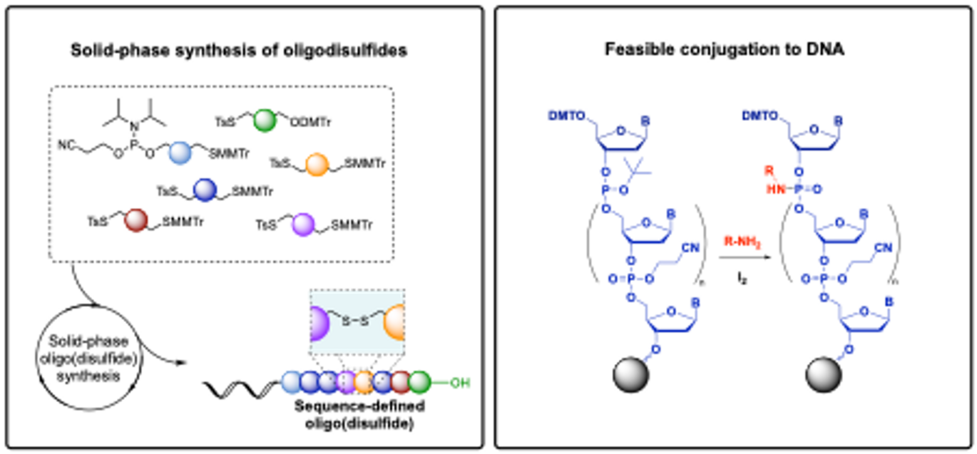 The Gothelf Lab publish two papers in Angewandte Chemie displaying results with potential for drug delivery. Left: Method for automated solid-phase oligo(disulfide) synthesis. Right: Method for feasible conjugation into the backbone of DNA during solid-phase synthesis. Illustr.: Angewandte Chemie e202303170 and  e202305373