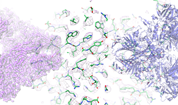 Model af beta-galactosidase opnået med kryo-elektronmikroskopi ved iNANO. Illustr.: Aarhus Universitet