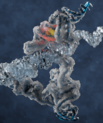 The picture shows an RNA polymerase ribozyme thought to be implicated in the origin of life. The ribozyme is shown frozen in ice to symbolize how it was frozen in time for imaging and how it works best under ice-cold conditions. The active site is highlighted by a yellow/red light and the proposed position of the template-product helix is shown in transparent. Image credit: Rune Kidmose.