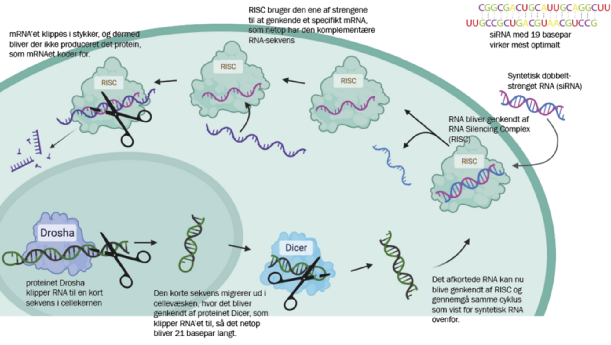 Hør om den nyeste forskning i RNA-medicin, herunder om arbejdet i laboratoriet og hvordan forskere laver RNA og fører det ind i celler. Du vil også blive klogere på den RNA-medicin der findes allerede, og den forskning der potentielt kan bane vejen for at vi i fremtiden kan kurere sygdomme ved blot at indtage en RNA-pille. Foto Mette Malle