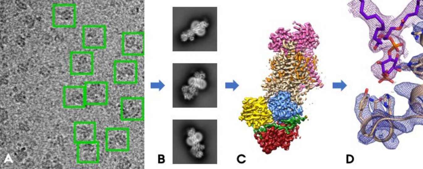 On the raw electron micrographs (A), one can find the individual protein molecules (green boxes). By taking an average of thousands of such similarly oriented particles, one can get sharp two-dimensional images (B), from which one can calculate the protei