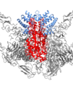 The three-dimensional structure of PAPP-A has been determined by researchers at Aarhus University.