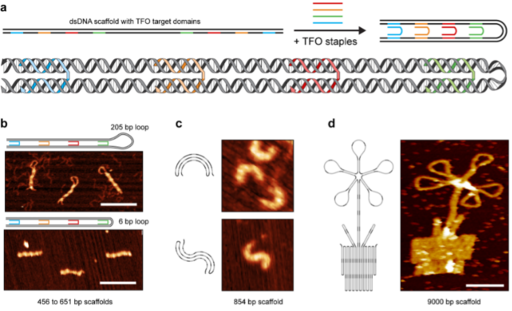 Figure 3: Triplex-mediated folding of dsDNA, a) A dsDNA sequence containing triplex-forming domains (coloured) is folded by four TFO strands, i.e. single-stranded DNA acting as staples, into a hairpin structure b) Images of two hairpin structures made with atomic force microscopy (AFM). c) S-shaped structure formed from a polypyrin DNA. d) Assembly of a large TFO origami resembling a potted flowerstructure from a 9000 bases long piece of double-stranded DNA. Scale bar = 100 nm