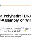 Screenshot of the article "Construction of a polyhedral DNA 12-arm junction for self-assembly of wireframe DNA lattices" published in ACS nano