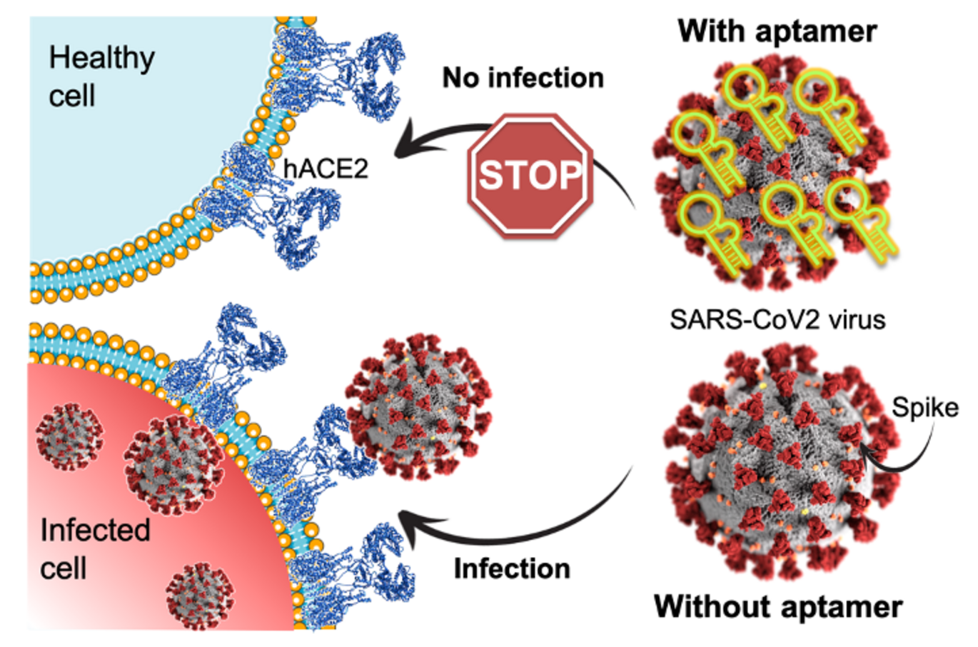 A research team at Aarhus University has developed a RNA molecule that binds to SARS-CoV-2 virus and blocks its entry into cells. This may improve diagnostics and treatment of COVID-19. (Illustration: Julián Valero)