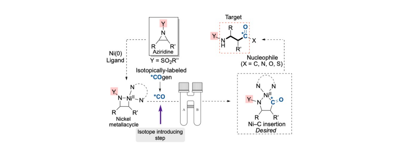 CADIAC publishes in Journal of the American Chemical Society on a novel approach to isotopically labeled beta-amino acid /beta-aminoketone fragments. Image: Reprinted and modified with permission from J. Am. Chem. Soc.20191413011821-11826. Copyright 2019 