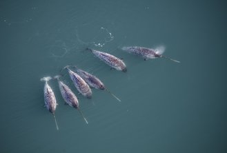 A group of male narwhals in Inglefield Bredning, Northwest Greenland, 2021. Credit Carsten Egevang, Greenland Institute of Natural Resources.
