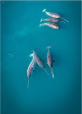 About 1% of narwhals have not only one but two tusks. A double-tusked narwhal was filmed from a drone near Qaanaaq, Northwest Greenland, June 2021. Credit: Jens Ascanius. 
