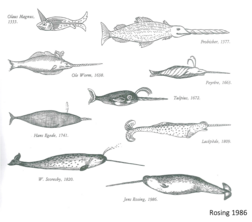 Drawings illustrating “the owner” of the tusk through history. It was the Danish Physician and scientist Ole Worm that was the first to scientifically describe the true owner of the tusk as an Arctic whale – a marine mammal with a very long tooth. From "The Unicorn of the Arctic Sea," by Jens Rosing, 1986