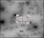 DNA Nanopore