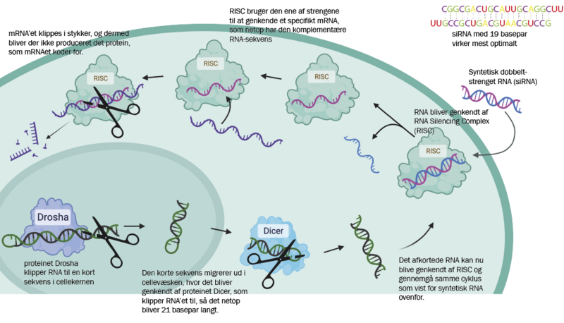 Figuren viser princippet i at bruge syntetisk dobbeltstrenget RNA (siRNA) til at forhindre produktionen af specifikke proteiner i kroppen (den øverst del af figuren). Illustr.: Mette Malle