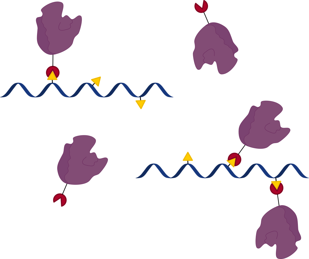 BiohybridNanoassemblies