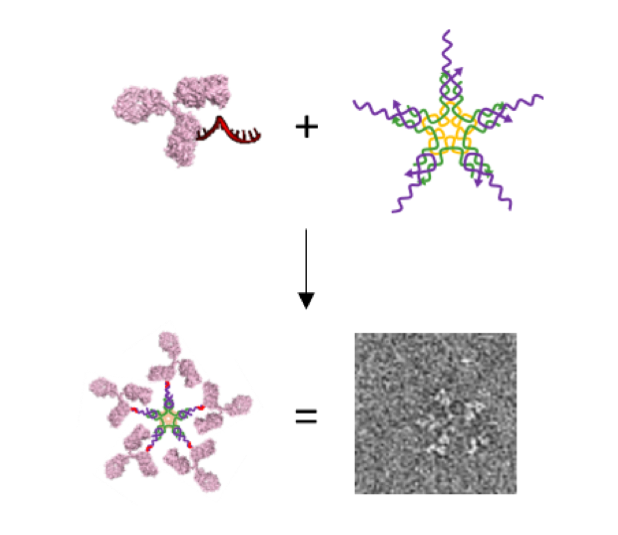 Collaboration between Novo Nordisk and Professor Kurt Gothelf’s laboratory at Aarhus University yields novel method to engineer large multi-antibody-like nanostructures using DNA nanotechnology. Assembly of an artificial IgM from a DNA-antibody conjugate 