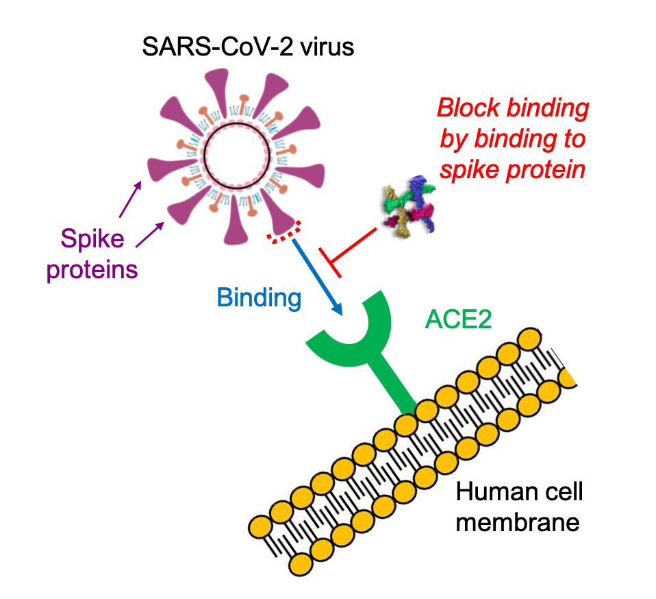 A project team from Aarhus University and Fida Biosystems will use advanced microfluidic techniques in the search for compounds, which can block the contact between SARS-CoV-2 virus and receptors on human cells. Click on the graphic to see it full size. (