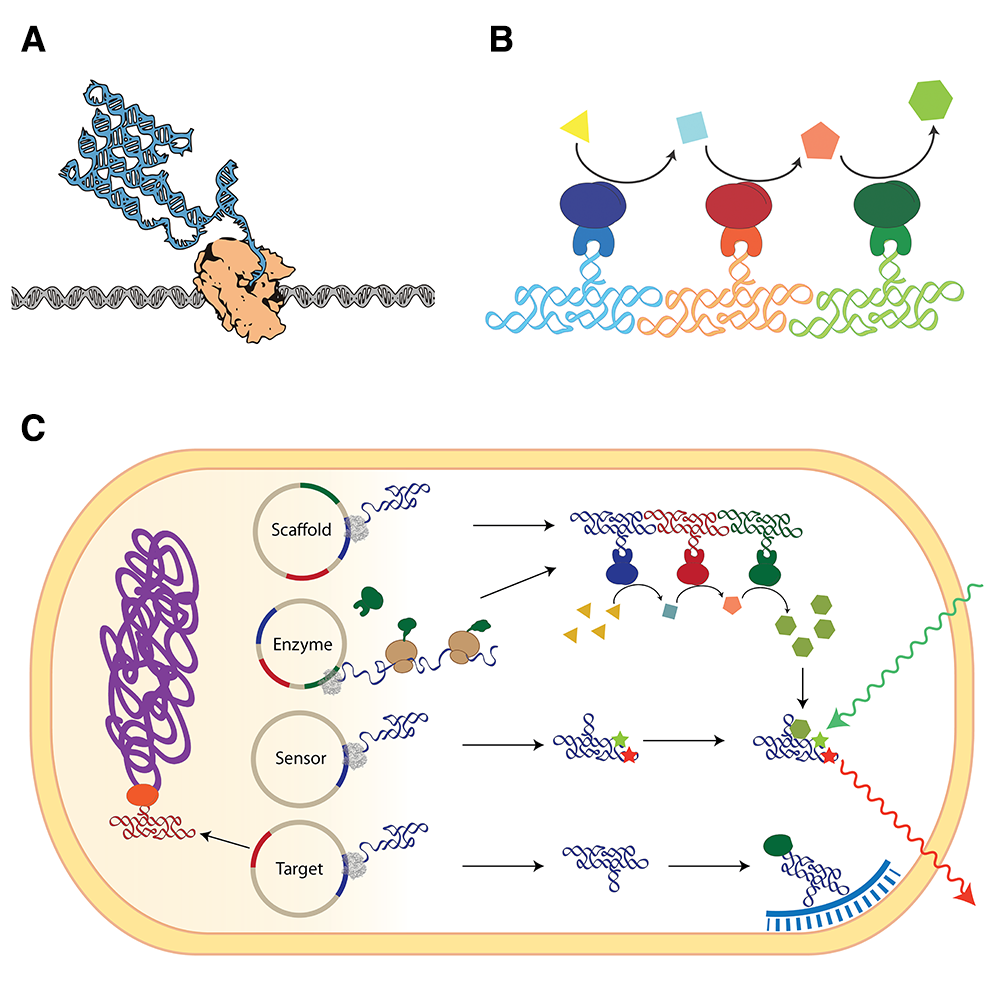 Illustration of (A) RNA origami scaffolds that can be produced in cells, (B) RNA scaffolds for enzymatic cascades, (C) Function of RNA scaffolds and sensors in cells. (Ill.: Ebbe S. Andersen)