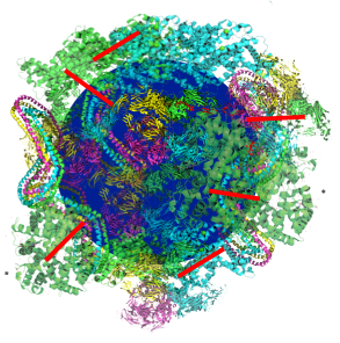 A Danish research team shows in Nature Communications how they have developed a new approach for faster, though more in-depth studies of corona proteins, which affect the functional role of nanoparticles. The image schematizes a nanoparticle covered by co