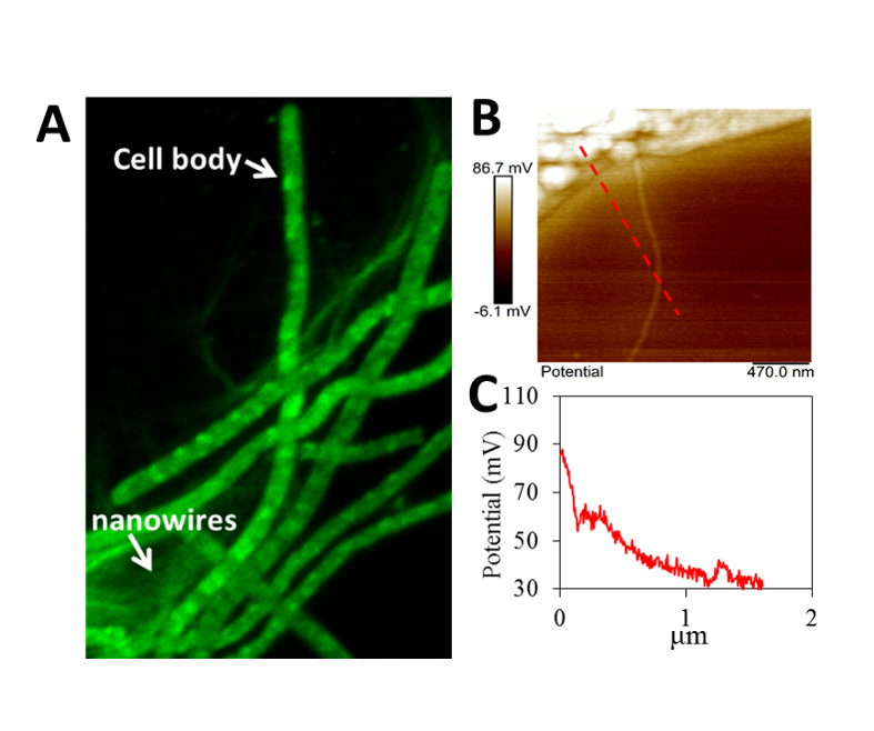 Conductive cellular network of L. varians. A, cellular network contains filamentous cells and nanowires; B, cell and nanowire detected with Kelvin probe force microscopy; C, potential profile along the dashed line in B. (Image adapted from Nature Commun 1
