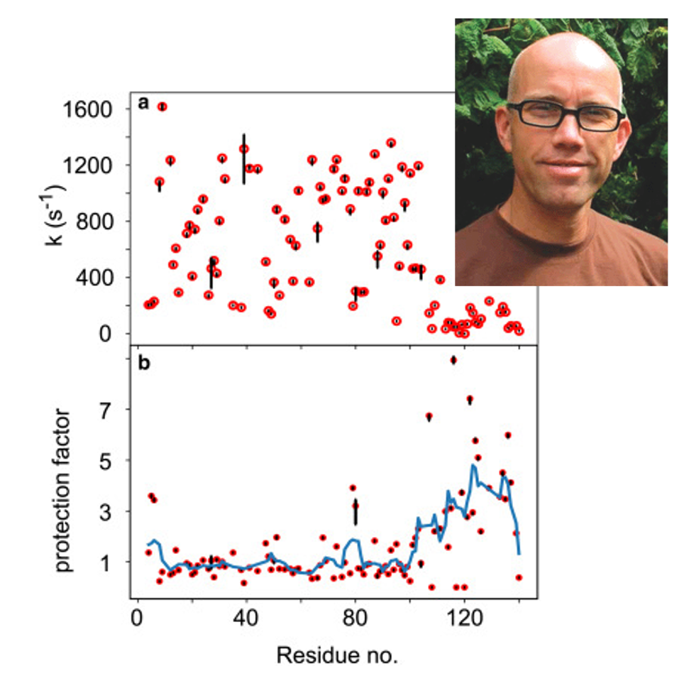 Professor Frans Mulder and coworkers at Aarhus University and the University of Florence have developed a way to improve the interpretation of hydrogen exchange data. (Illustr.: Biophys J, 120, 1-8, September (2021), Photo: private)