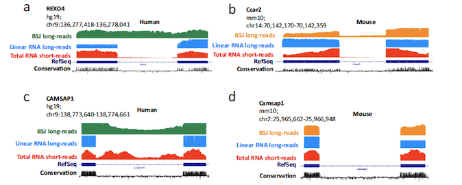 Examples of intron retention events in circRNAs and their frequency and length distribution.
